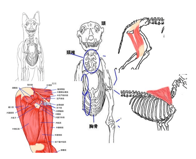 犬の機能解剖学を学ぶ