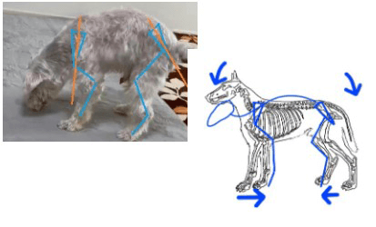 犬の姿勢から骨格を見立てる方法を学ぶ