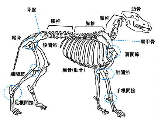 全身骨格 Hp用イラスト１ 犬の整体 研究所 神奈川県藤沢市の犬のマッサージ屋さん