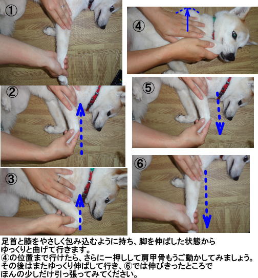 前足 屈伸運動 犬の整体 研究所 神奈川県藤沢市の犬のマッサージ屋さん