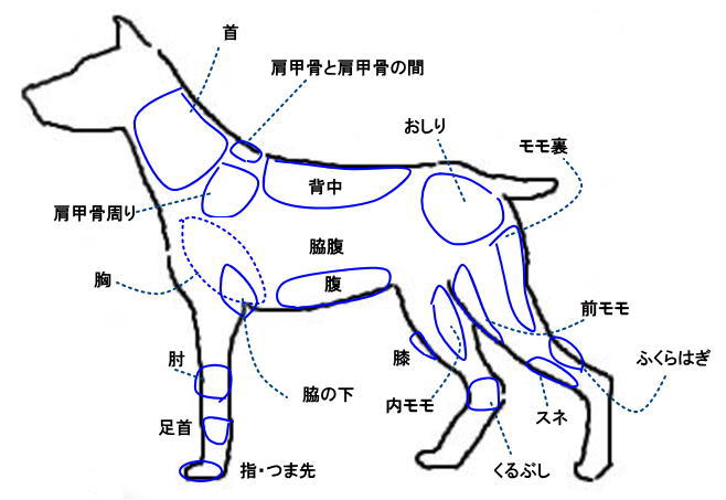 犬の身体の部位の名称 もみ方解説 犬の整体 研究所 神奈川県藤沢市の犬のマッサージ屋さん