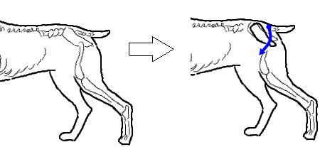 骨盤の動きに関わる筋肉 犬の整体 研究所 神奈川県藤沢市の犬のマッサージ屋さん