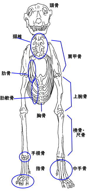 Hp用 解説 骨格の名称 前から 犬の整体 研究所 神奈川県藤沢市の犬のマッサージ屋さん