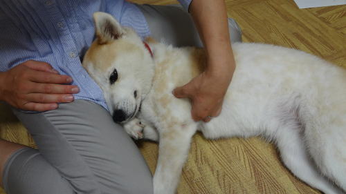 出張施術 犬の整体 研究所 神奈川県藤沢市の犬のマッサージ屋さん
